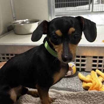 Tako -  Mixed Breed Dog for Adoption in Oak Brook, Illinois - Tako | PetCurious