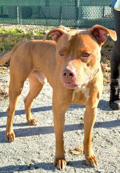 Ripley -  Pit Bull Terrier Dog for Adoption in Mckeesport, Pennsylvania - Ripley | PetCurious