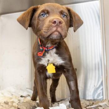 Labrador Retriever and Australian Cattle Dog Blue Heeler Dogs Available for Adoption - ROCK | PetCurious