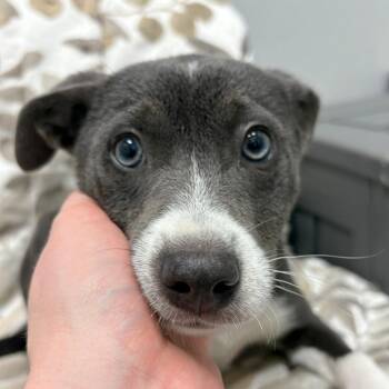 Chihuahua and Mixed Breed Dogs Available for Adoption in Monticello, Iowa - Dew Drop | PetCurious