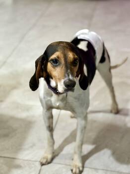 Herby -  Coonhound Dog for Adoption in Odessa, Florida - Herby | PetCurious
