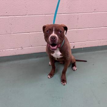 Mixed Breed Dogs Available for Adoption in Bartlett, Tennessee - Chance (Formerly Barney) | PetCurious