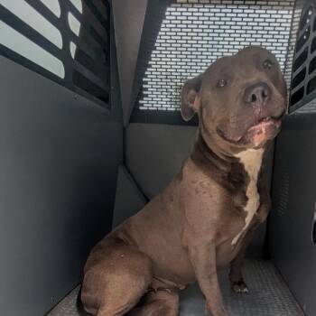 Gio -  Terrier Dog for Adoption in St. Louis, Missouri - Gio | PetCurious