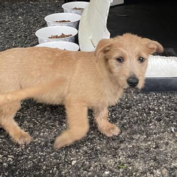 Terrier and Dachshund Dogs Available for Adoption in Eureka Springs, Arkansas - Shaggy | PetCurious