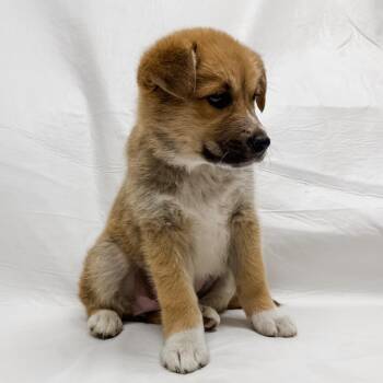 Husky and Shepherd Dogs Available for Adoption in Parker, Colorado - 479 (2026) Cricket | PetCurious