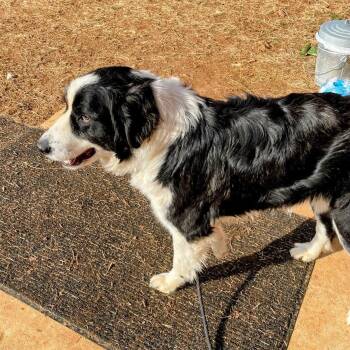 "Max" -  Black Labrador Retriever and Border Collie Dog for Adoption in Lyndhurst, Virginia - "Max" | PetCurious