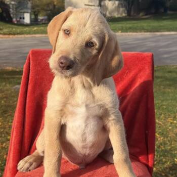 Cornstalk -  Labrador Retriever Dog for Adoption in Minneapolis, Minnesota - Cornstalk | PetCurious
