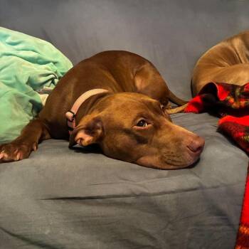 Widget Potato -  Mixed Breed Dog for Adoption in Savannah, Georgia - Widget Potato | PetCurious