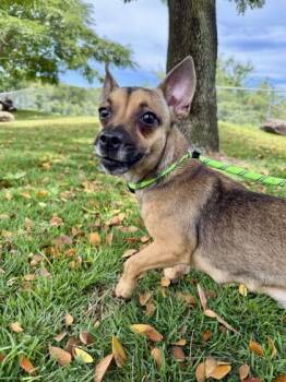 Chihuahua and Mixed Breed Dogs Available for Adoption in Honolulu, Hawaii - Rin | PetCurious