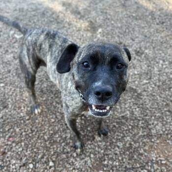 Rescue Pit Bull Terrier Dogs for Adoption in Columbia, South Carolina - Lamar | PetCurious