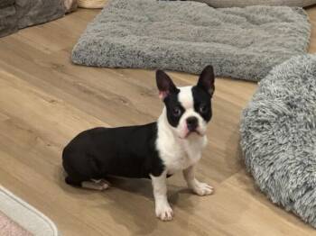 Boston Terrier Dogs Available for Adoption in Maryville, Tennessee - Abbie Brandon-4605 Lebanon, TN | PetCurious