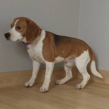 Beagle Dogs Available for Adoption in Minnetonka, Minnesota - Nighthawk D69344 | PetCurious