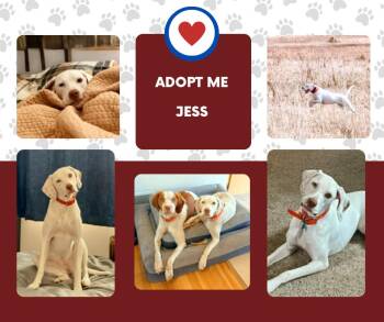 Jess (KS) -  English Pointer Dog for Adoption in Bridgeton, New Jersey - Jess (KS) | PetCurious