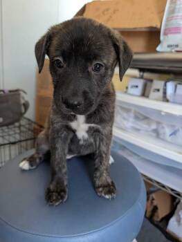 Muffin - Maple -  Mountain Cur and Staffordshire Bull Terrier Dog for Adoption in Lakeland, Florida - Muffin - Maple | PetCurious