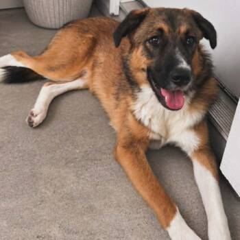 Kratos -  Shepherd Dog for Adoption in Harlingen, Texas - Kratos | PetCurious