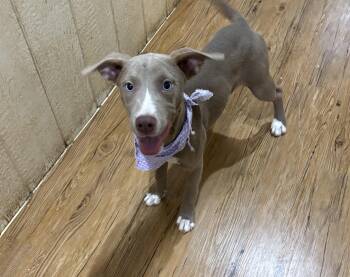 Rescue Terrier Dogs for Adoption in Pilot Point, Texas - Suzy | PetCurious