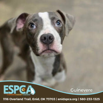 Rescue Terrier Dogs for Adoption in Enid, Oklahoma - Guinevere | PetCurious