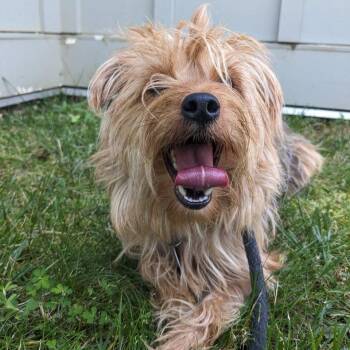 Cherrio (ID 51731) -  Yorkshire Terrier Dog for Adoption in Manassas, Virginia - Cherrio (ID 51731) | PetCurious