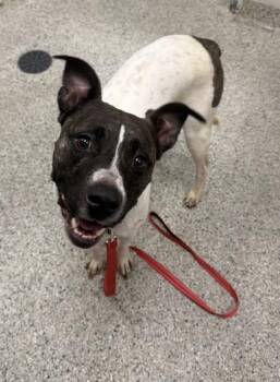 Jive -  Mixed Breed Dog for Adoption in Kansas City, Missouri - Jive | PetCurious