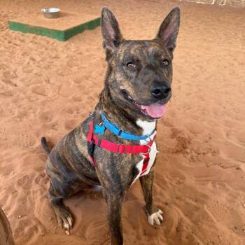 Yogi -  Mountain Cur and Shepherd Dog for Adoption in Kanab, Utah - Yogi | PetCurious