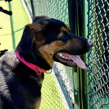 Apple A5775487 -  German Shepherd Dog and Rottweiler Dog for Adoption in Los Angeles, California - Apple A5775487 | PetCurious