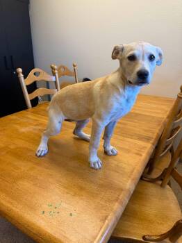 Breeze -  Pit Bull Terrier and Labrador Retriever Dog for Adoption in Gardnerville, Nevada - Breeze | PetCurious