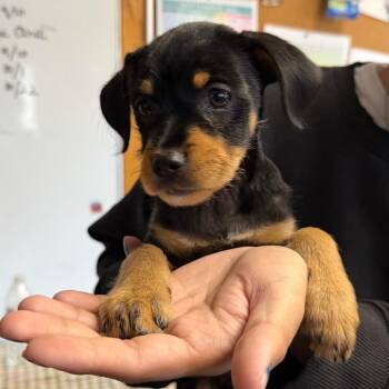 Cappuccina/A1053692 -  Miniature Pinscher and Mixed Breed Dog for Adoption in San Pablo, California - Cappuccina/A1053692 | PetCurious