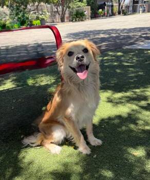 Golden Retriever and Spaniel Dogs Available for Adoption in Temecula, California - Finn | PetCurious