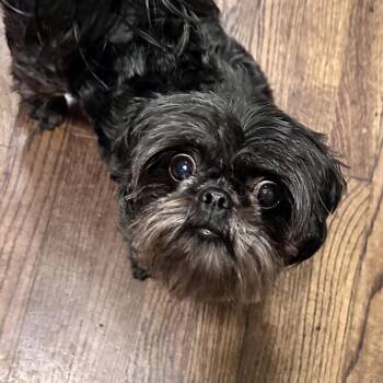 Shih Tzu Dogs Available for Adoption in Overland Park, Kansas - Stella | PetCurious