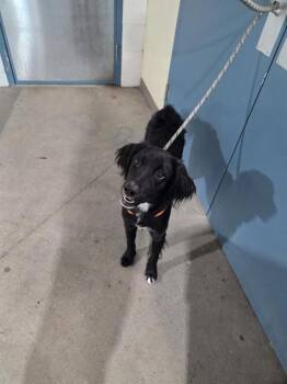 COCONUT -  Flat Coated Retriever and Mixed Breed Dog for Adoption in St. Louis, Missouri - COCONUT | PetCurious