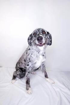 Billie -  Australian Shepherd Dog for Adoption in Bixby, Oklahoma - Billie | PetCurious