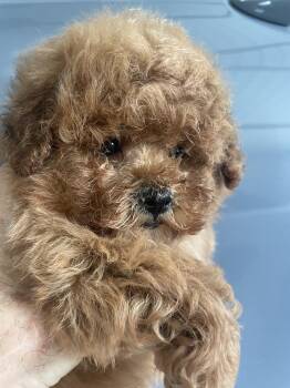 Redford -  Poodle Dog for Sale in Lafayette, Louisiana - Redford | PetCurious