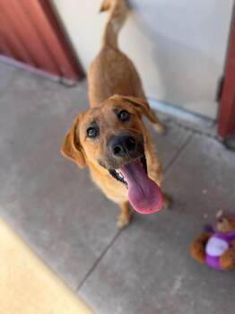 Doc -  Golden Retriever and Labrador Retriever Dog Available for Adoption in Chickasha, Oklahoma - Doc | PetCurious