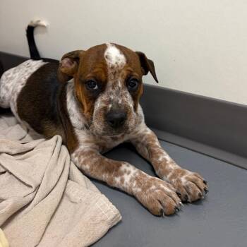 Boxer and Mixed Breed Dogs Available for Adoption - Citrine | PetCurious