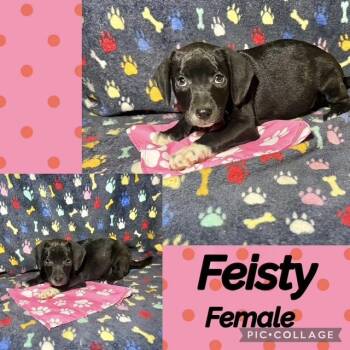 Feisty -  Labrador Retriever Dog for Adoption in Manchester, Connecticut - Feisty | PetCurious