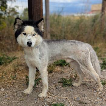 Rescue Husky Dogs for Adoption in Logan, Utah - Fish | PetCurious