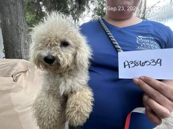 MANDY 2 -  Bichon Frise Dog for Adoption in Ocala, Florida - MANDY 2 | PetCurious
