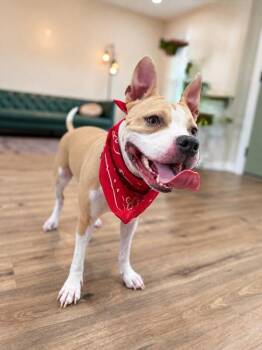 Chi Wiggle Wobbles -  Pit Bull Terrier and American Staffordshire Terrier Dog for Adoption in Friendswood, Texas - Chi Wiggle Wobbles | PetCurious