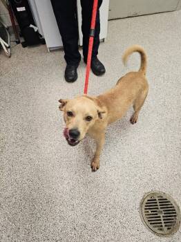 Rescue Labrador Retriever and Mixed Breed Dogs for Adoption in Disputanta, Virginia - Colt | PetCurious