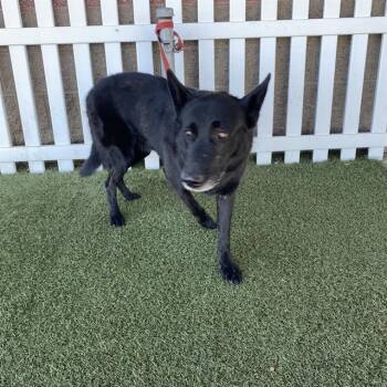 BLACKY -  German Shepherd Dog Dog for Adoption in Modesto, California - BLACKY | PetCurious