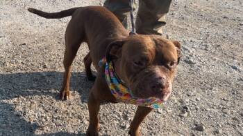 Kesha -  American Bully Dog for Adoption in Caro, Michigan - Kesha | PetCurious