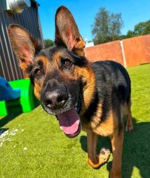 Wick -  German Shepherd Dog Dog for Adoption in Detroit, Michigan - Wick | PetCurious