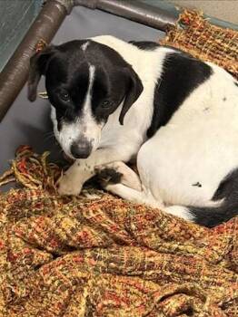 Mixed Breed Dogs Available for Adoption - Dasher | PetCurious