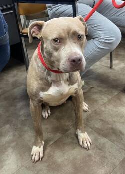 Bethany -  Pit Bull Terrier Dog for Adoption in Springfield, Ohio - Bethany | PetCurious
