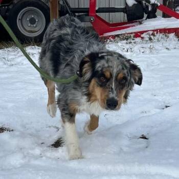 Australian Shepherd and Mixed Breed Dogs Available for Adoption - Zebra Cake | PetCurious