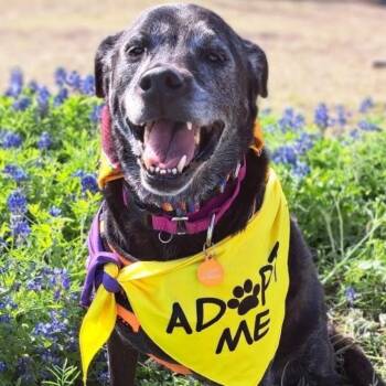Kenzie -  Black Labrador Retriever Dog for Adoption in Kerrville, Texas - Kenzie | PetCurious
