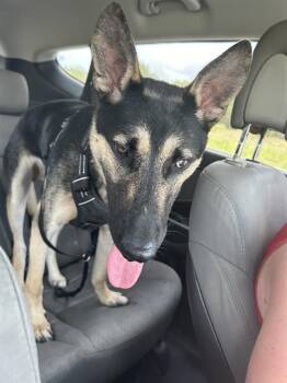 Rescue German Shepherd Dog Dogs for Adoption in San Antonio, Texas - ZUES | PetCurious
