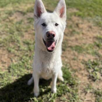 Husky Dogs Available for Adoption in Spokane, Washington - Gibbs | PetCurious