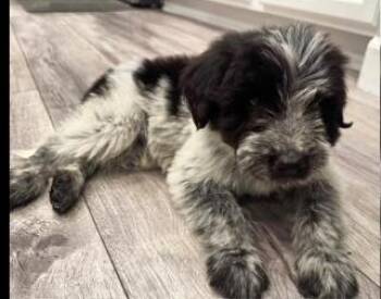 Sheep Dog and Poodle Dogs Available for Adoption in Mesa, Arizona - Rigby | PetCurious