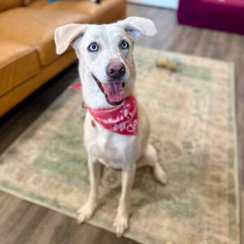 Husky and Yellow Labrador Retriever Dogs Available for Adoption - Rory Right On Time Tv Watching Family Girl | PetCurious